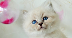 chaton chatterie achat chat siberien