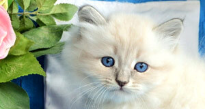siberian cat breeding elevage siberien