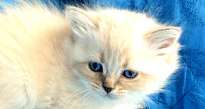 siberien gros chat yeux bleu
