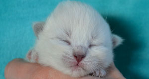 gros chaton blanc yeux bleu