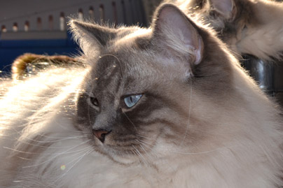 chatterie siberien blanc yeux bleu neva gros chat 