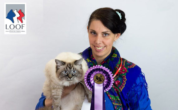 chat siberien elevage ariege blanc yeux bleus