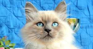 gros chat yeux bleu siberien elevage ariege