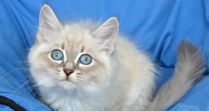 chat siberien hypoallergenique race