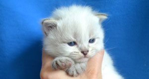 altichat chatterie siberien