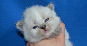 chaton siberien altichat