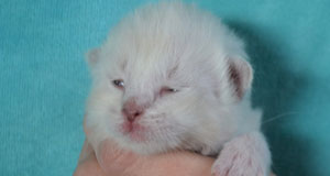 chaton chatterie siberien altichat