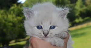 chatterie chat race sibérien