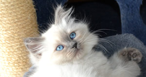 chaton siberien a vendre