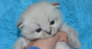 chaton siberien altichat