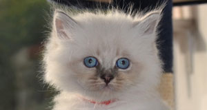 petit chaton siberien hypoallergenique