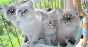 chatons siberiens race hypoallergenique