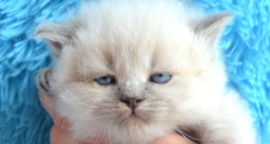 gros chat siberien yeux bleu