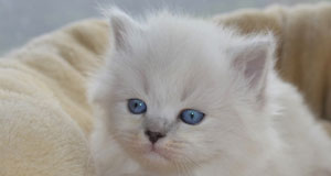 chat de siberie russie toulouse