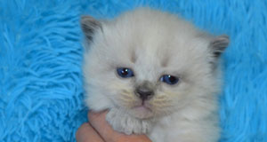 chaton siberien pure race