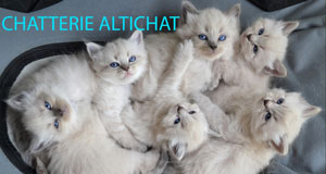 elevage chats race siberien