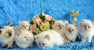 elevage chatons race siberien