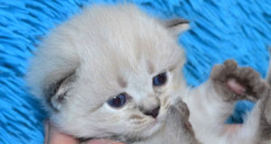 acheter chaton siberien