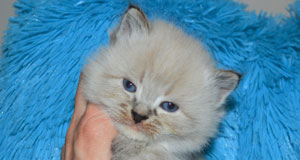 chaton siberien altichat