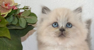 chaton gros blanc yeux bleu siberien