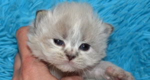 acheter chaton siberien