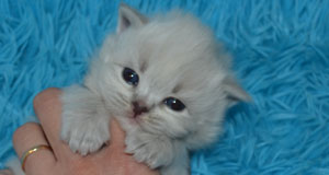 chatterie siberien hypoallergenique