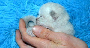 chatons siberiens elevage france russie