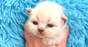 chatterie siberien pure race