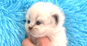 chatterie france siberien