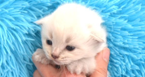 eleveur chat siberien