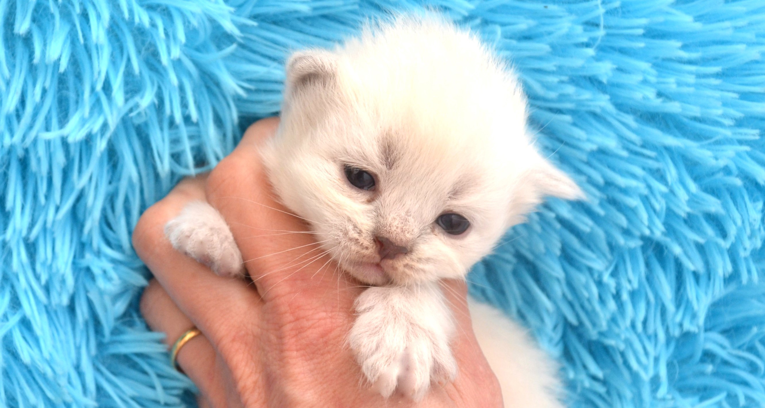 chaton siberien gros