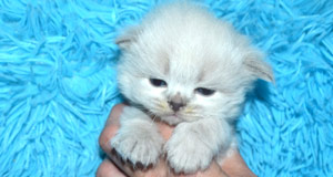 siberien chaton eleveur