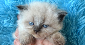 chatterie siberien
