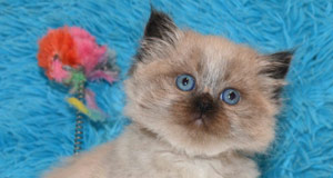 chatterie siberien