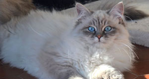 elevage siberien chat race