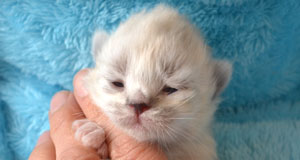 acheter chaton blue tabby point siberien