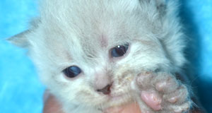 acheter chatons siberiens