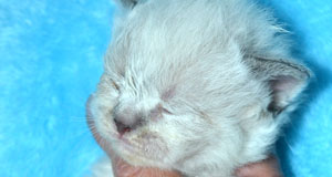 chatons hypoallergenique siberien