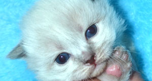 chat de race siberien