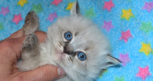 elevage siberien altichat chatons