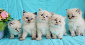 eleveur chatons siberien