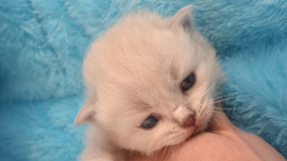 chaton hypoallergenique race siberien