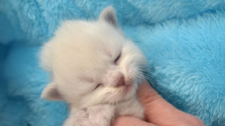 acheter chaton siberien