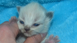 champion siberien altichat