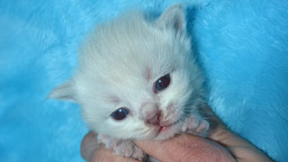 eleveur chaton race siberien