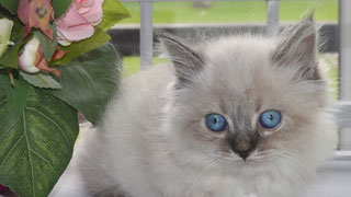 eleveur chat siberien hypoallergenqiue