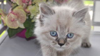 chat race siberien altichat