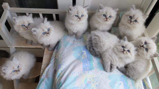 chatterie toulouse russie siberien