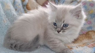 eleveur chat siberien race