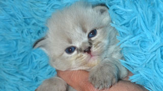 chat de race siberien